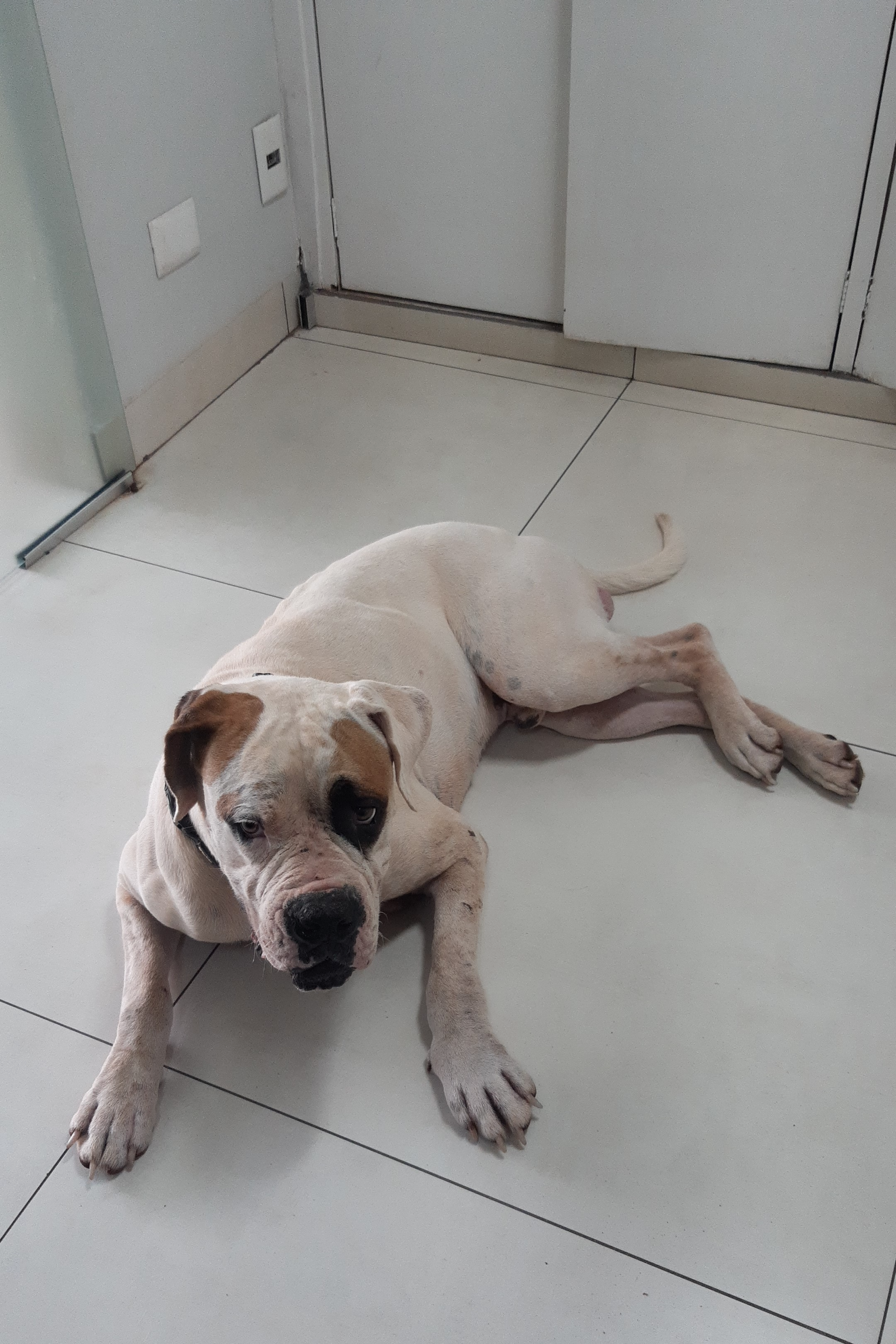 Foto de Thor