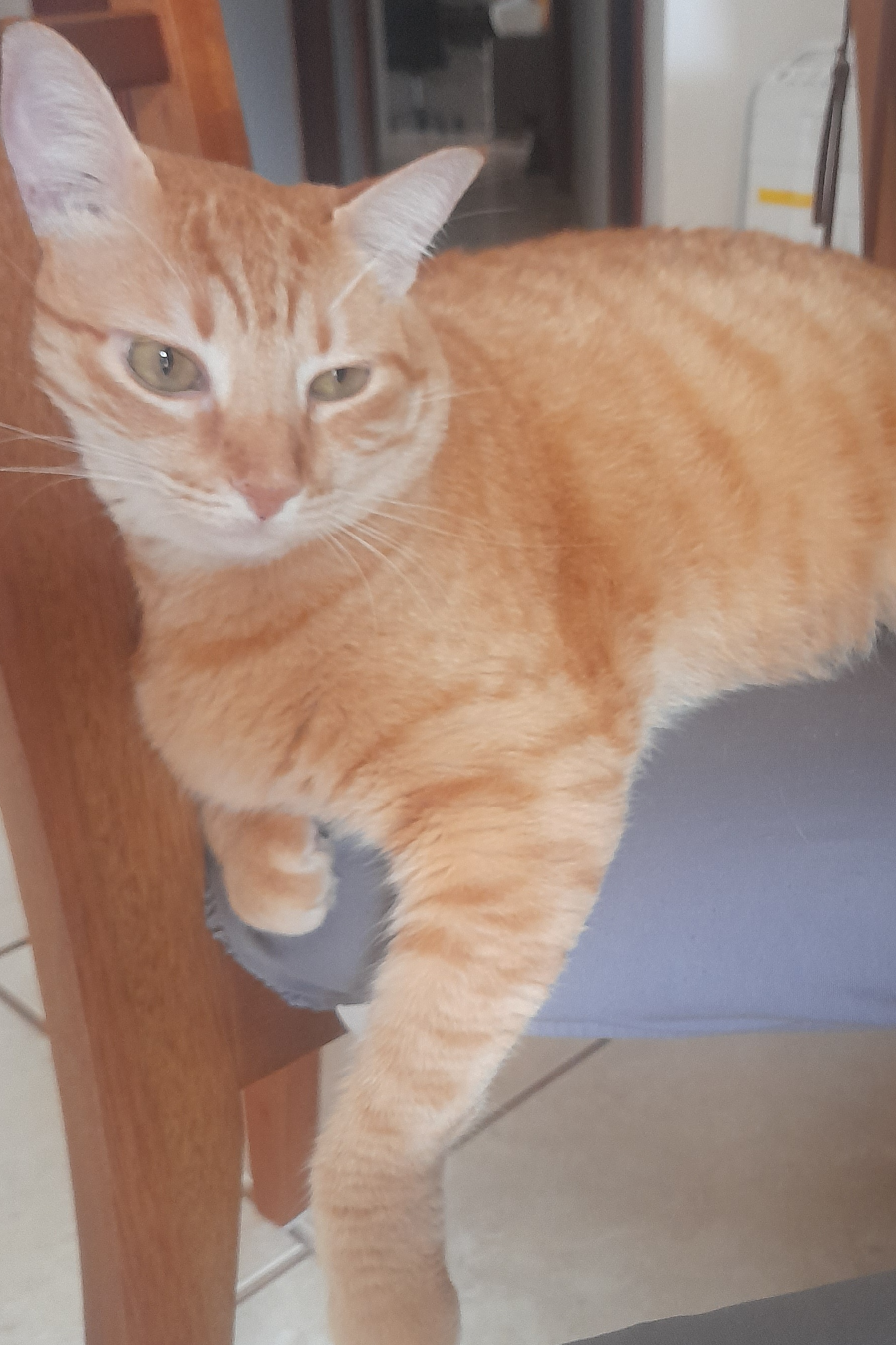 Foto de Lolita Pipoca