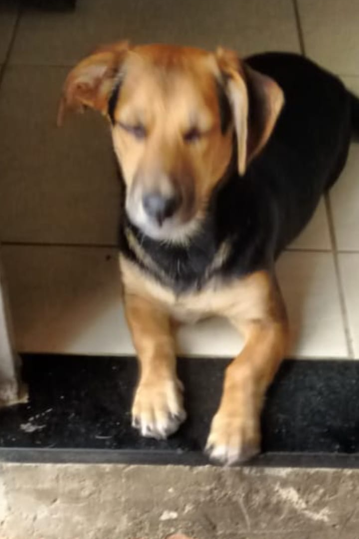Foto de Badu e Tica