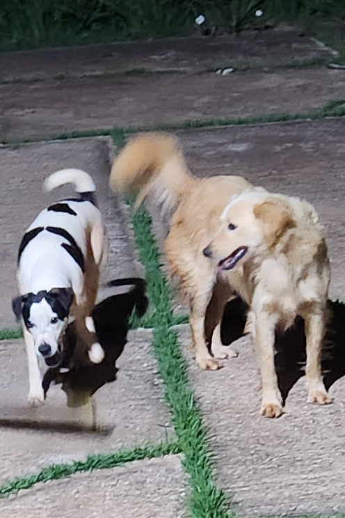 Foto de Pitoco e Parada