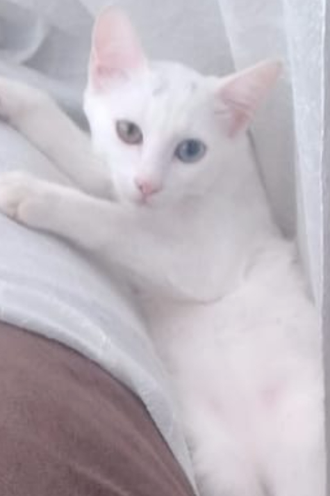 Foto de Branquinha