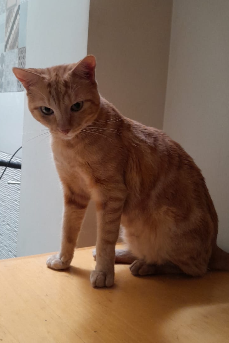 Foto de Garfield