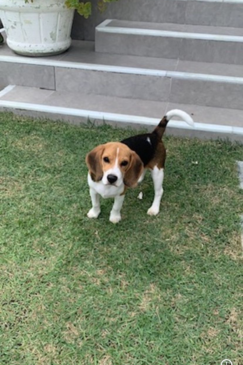 Foto de Spike