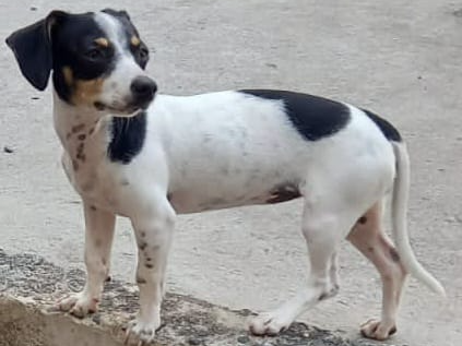 Foto de Belinha