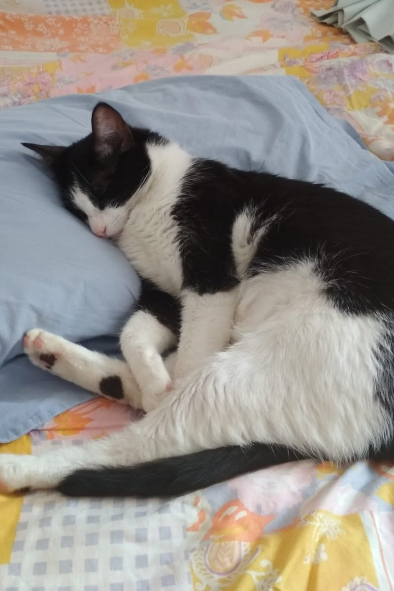 Foto de Luna