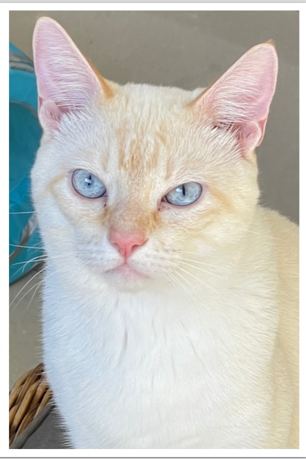Foto de LOKI