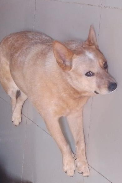 Foto de Kira