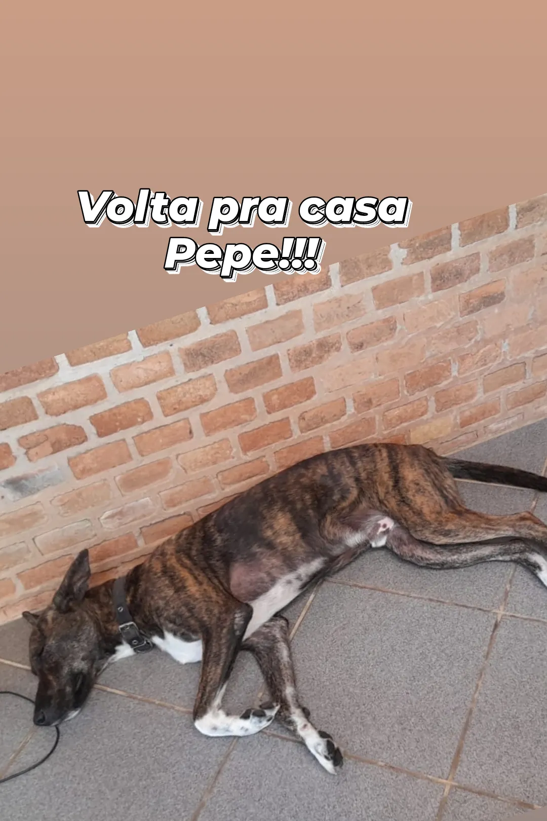 Foto de Pepe