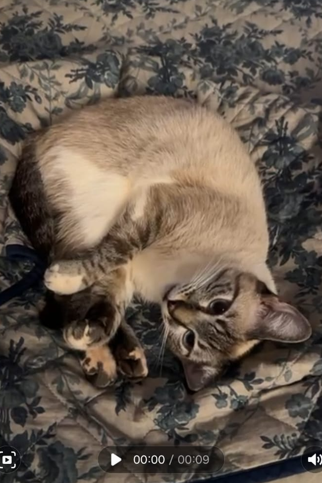Foto de NINA