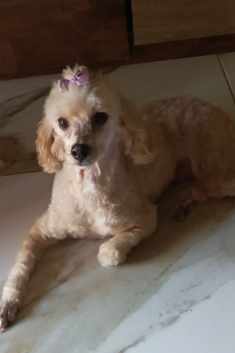 Foto de Safira