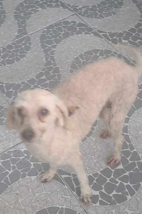 Foto de Safira