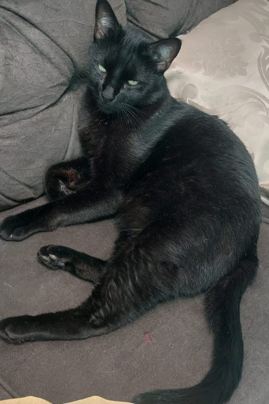 Foto de Zeus (ESTAVA COM UMA COLEIRA DE BANDANA VERMELHA)