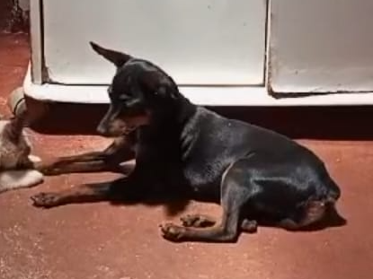 Foto de Belinha