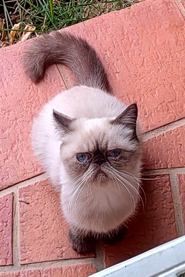 Foto de Cookie