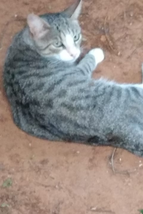 Foto de Melancia