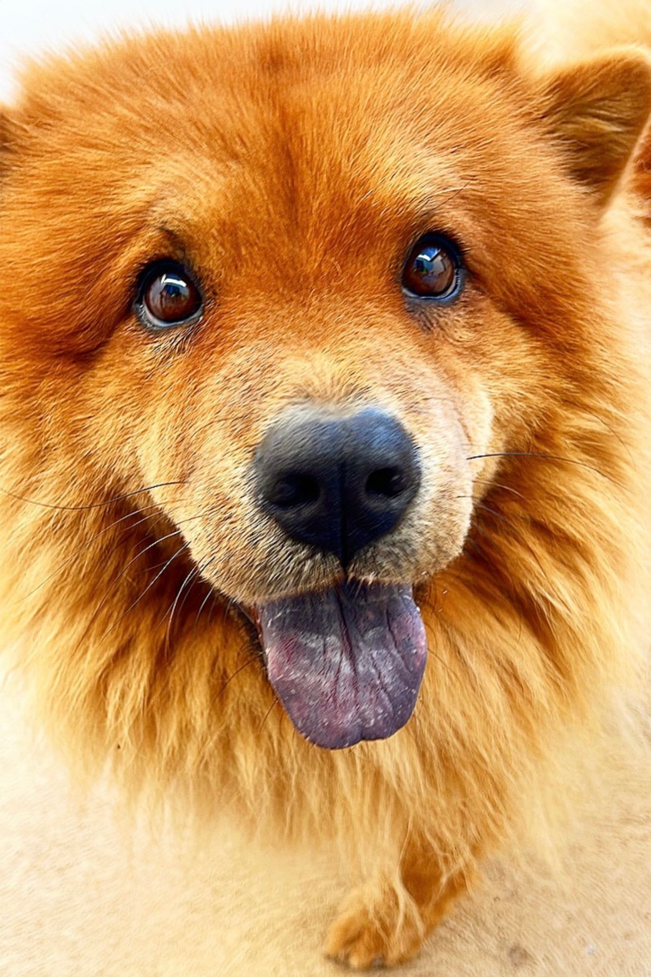Foto de Pepita