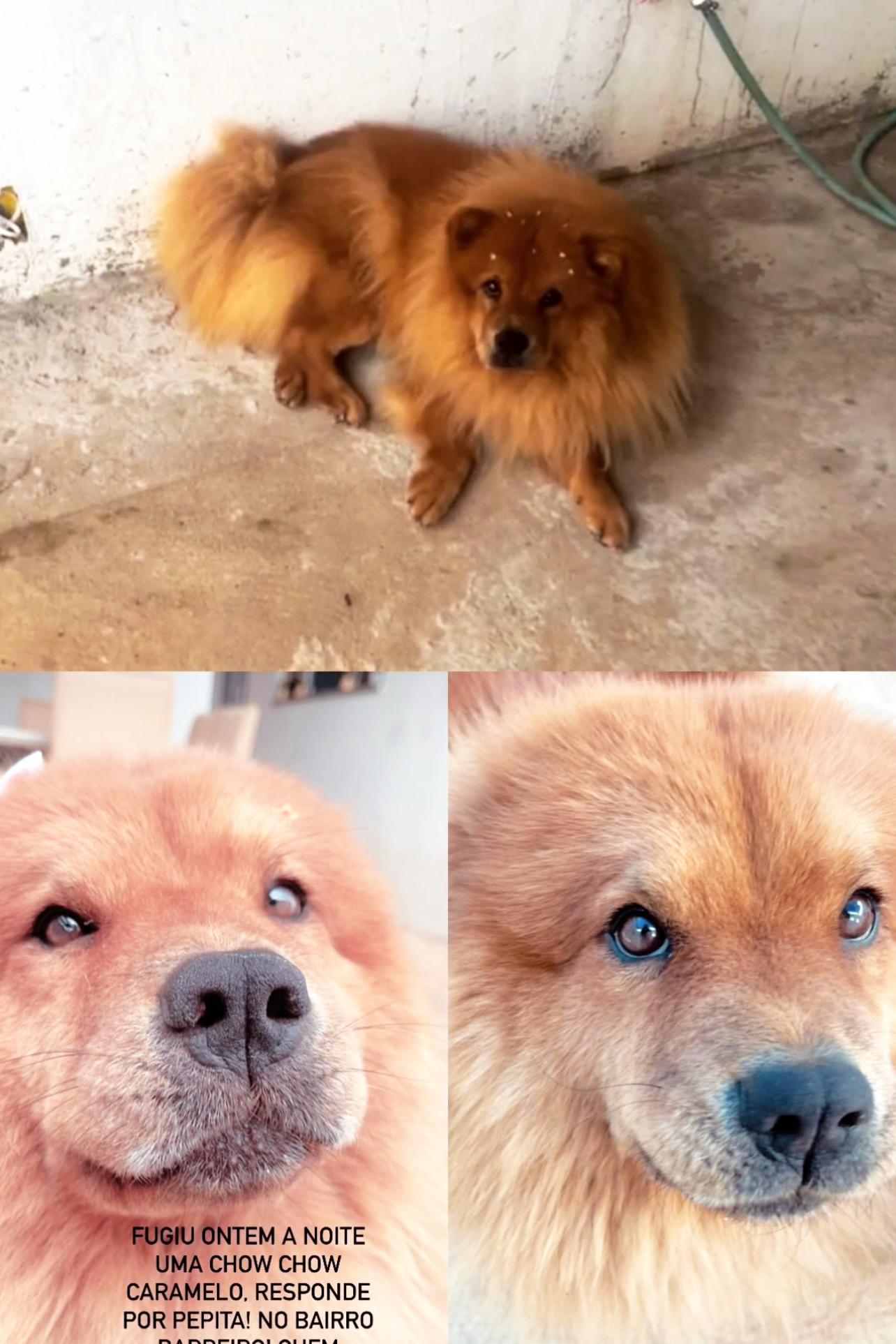 Foto de Pepita