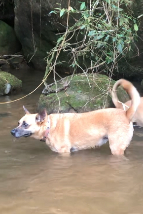 Foto de Canela e Bruma