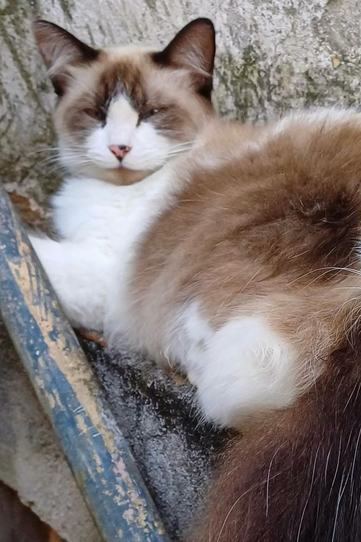Foto de Nico