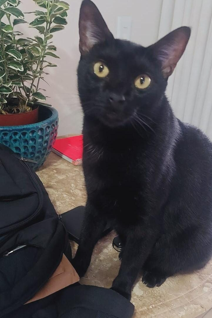 Foto de JoJo
