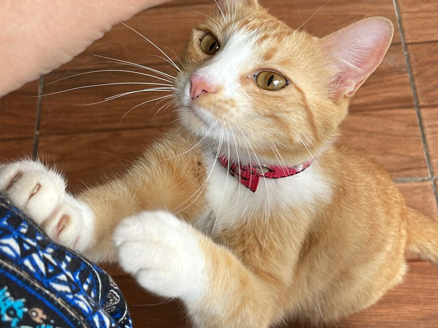 Foto de Citrino