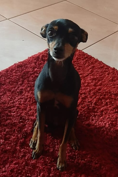 Foto de Gordo