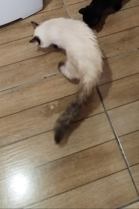 Foto de Irineu