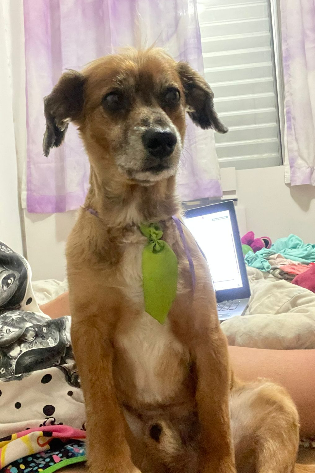Foto de Piazinho