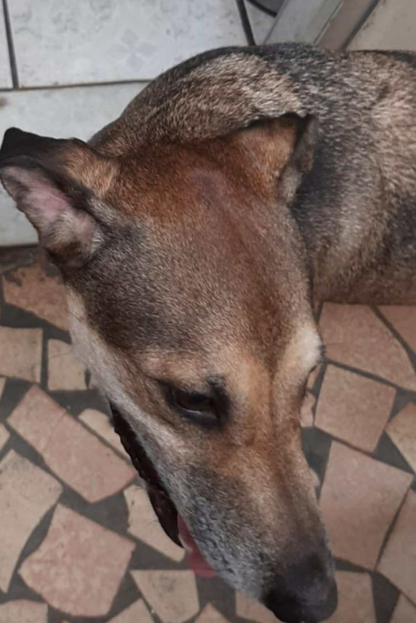Foto de Pitacco