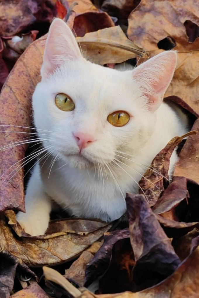 Foto de Kiki