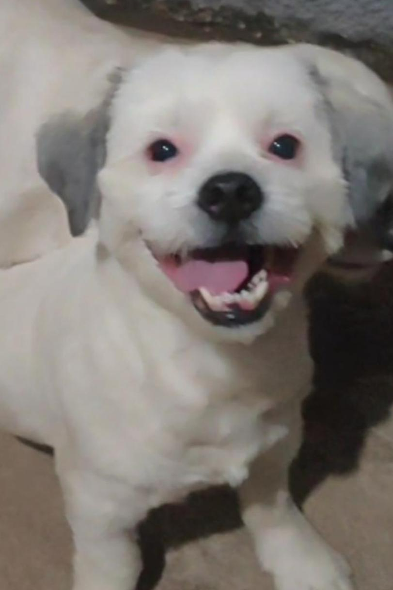 Foto de Stella