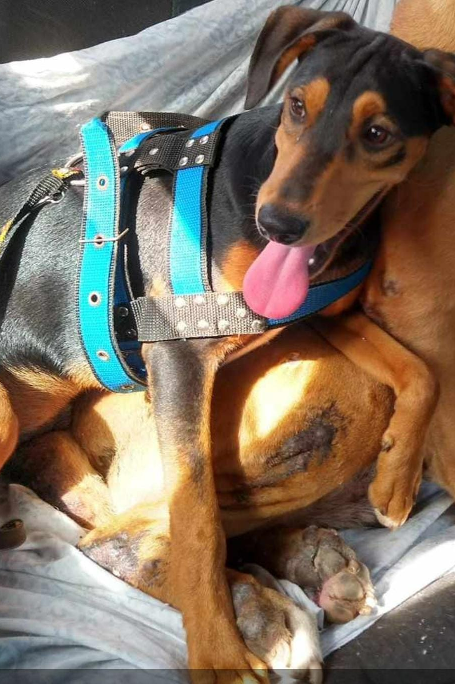 Foto de Loki