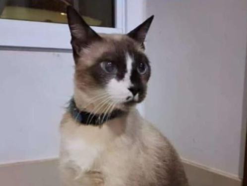 Foto de Manchinha