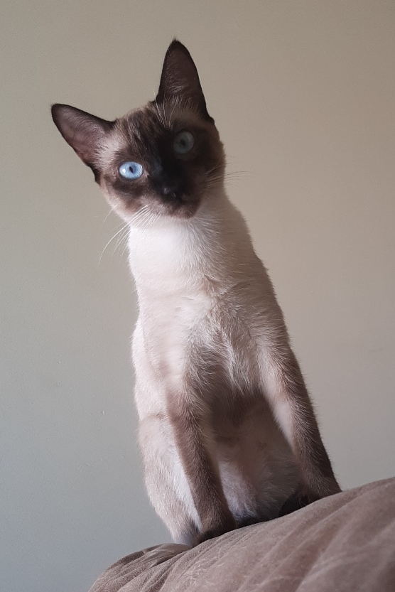 Foto de Minerva
