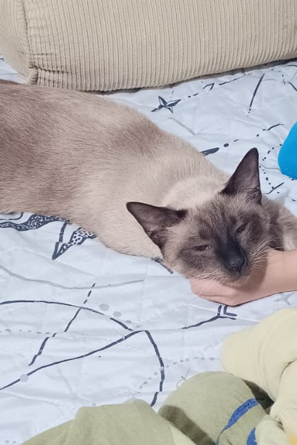 Foto de Kenjiro