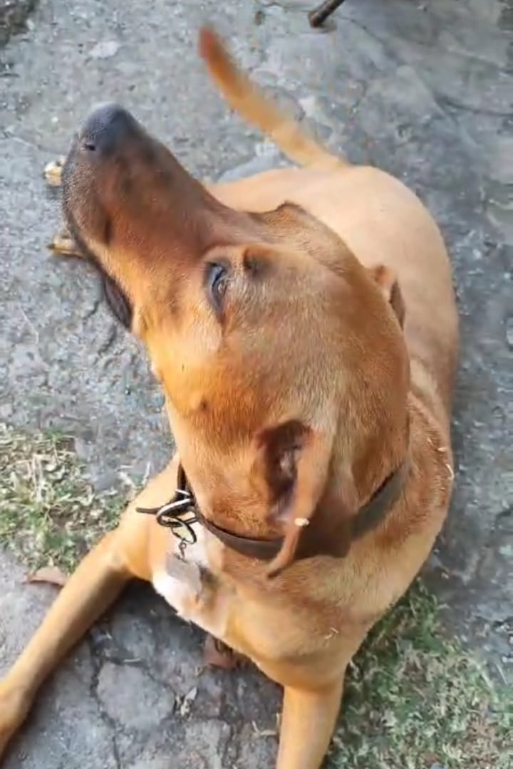 Foto de Rex