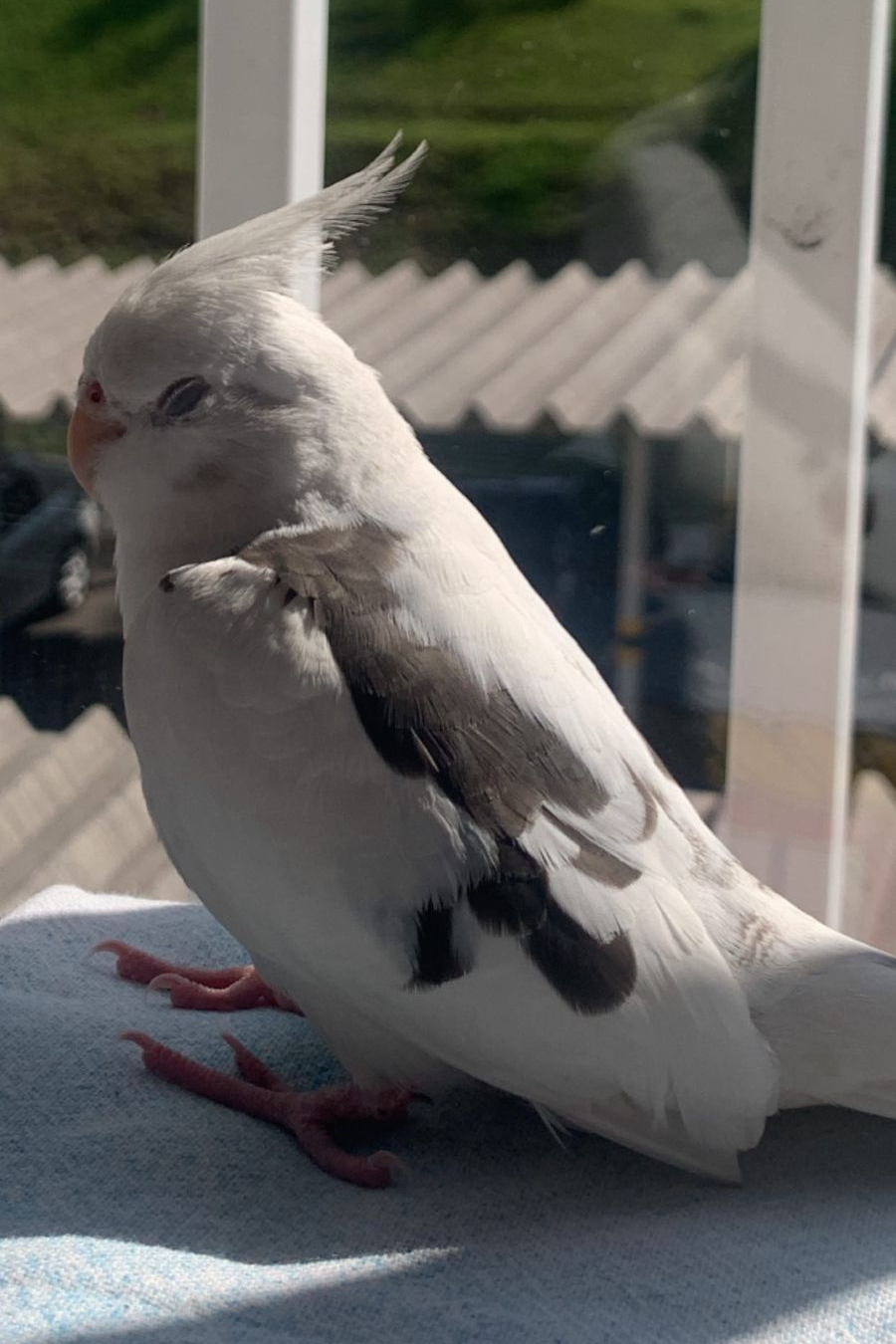 Foto de Dudu