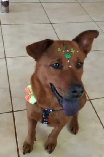 Foto de Fox