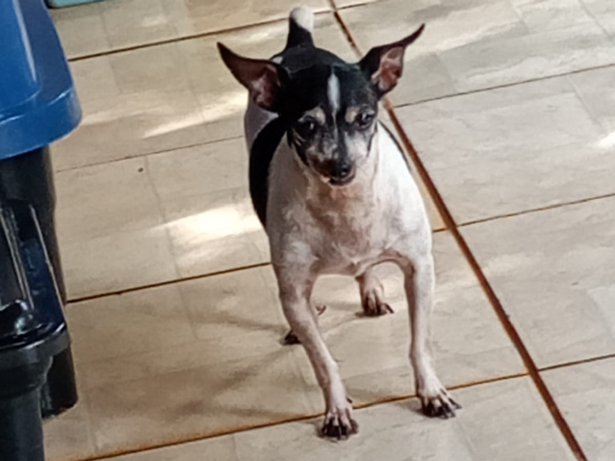 Foto de Bizorro