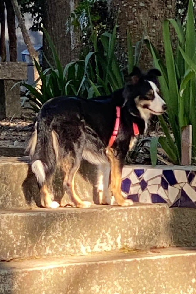 Foto de Belinha