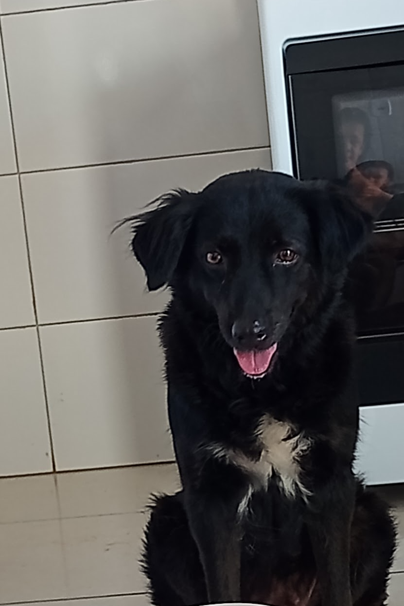 Foto de Leona