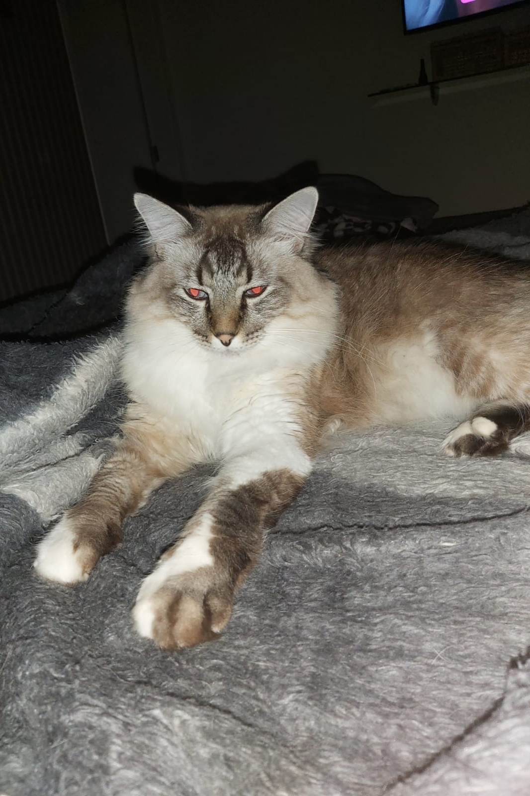 Foto de Lion