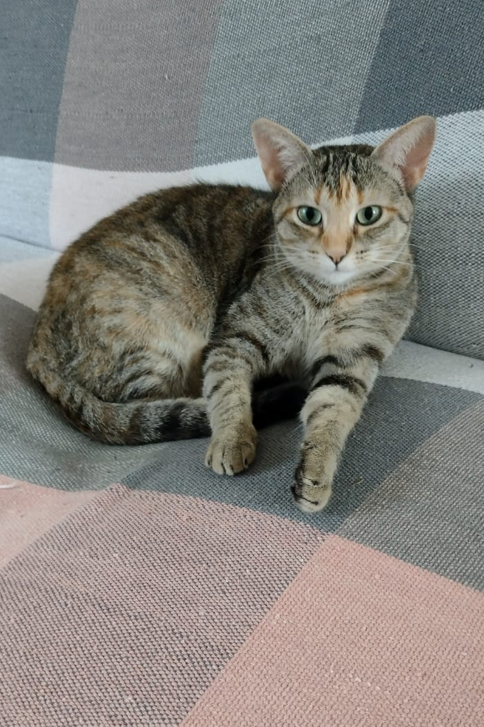Foto de Lilica