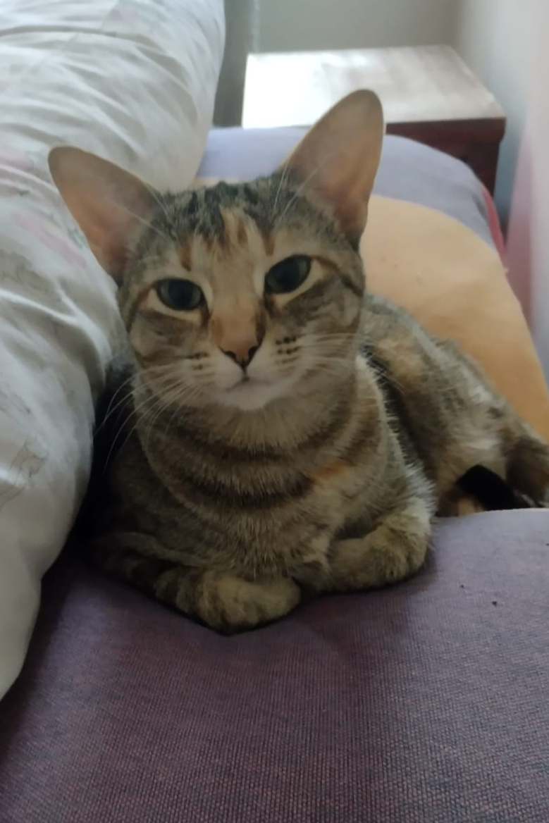 Foto de Lilica