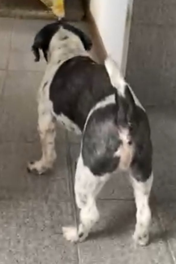 Foto de Gonzaguinha