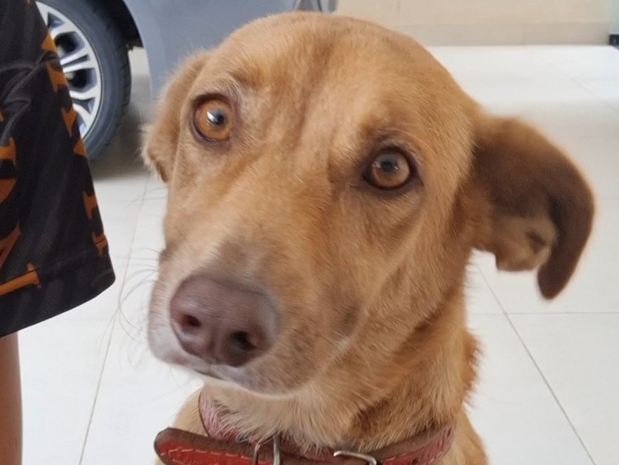 Foto de Marley