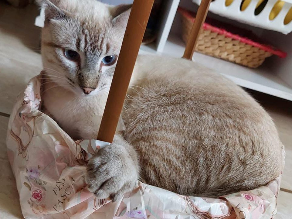 Foto de Huguinho