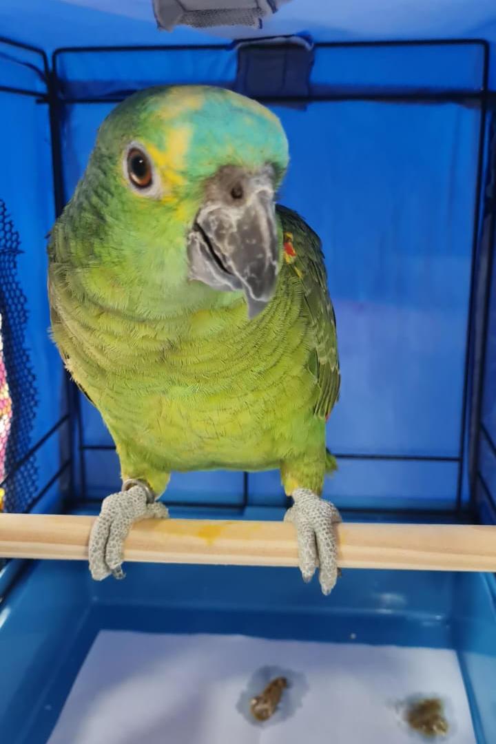 Foto de Loro