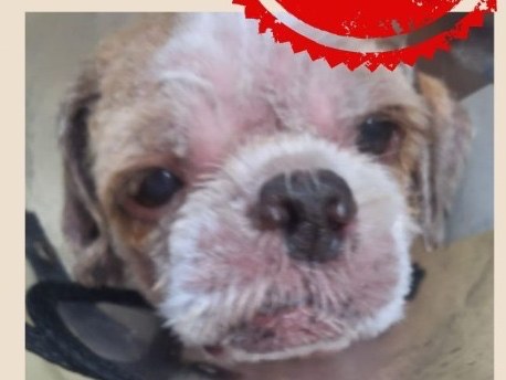 Foto de Charlie