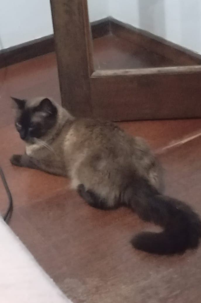 Foto de Whisky